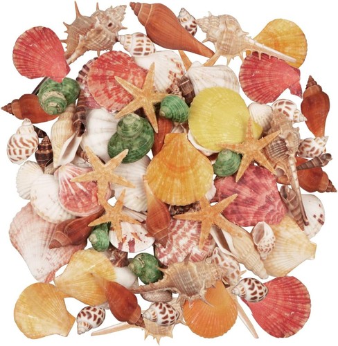 Muscheln 100 stück - muscheln,