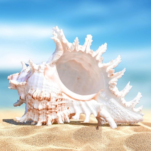 Große natürliche muscheln - natürliche,