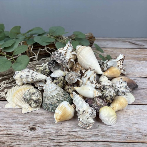 Muschelmix groß 1kg echte - muschelmix,