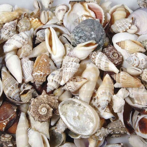 Muscheln 250gr natürliche - muscheln,