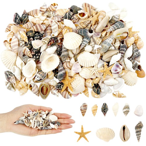 Muscheln basteln deko 200 - muscheln,