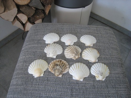 Schöne muscheln - 10,